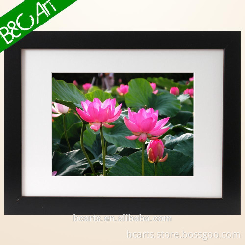 S(77276)Beautiful colored hot pink lotus flower painting